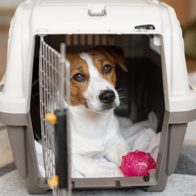pet in crate